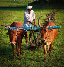 Farmer working in field